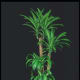 Giant Dracaena