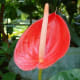 Flamingo Flower