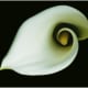 Arum Lily