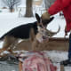 If you have a hard core raw fed dog, you can feed the neck to your dog. This might be too much bone for a "softer" dog.
