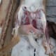 Carefully separate the hide near the intestines, without opening the body cavity. Cut around the testes to save them as a treat for your dog!
