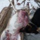 Continue up the center of the belly, separating the hide from the body cavity. DO NOT cut too deeply, or you risk splitting a gut (smelly). Continue removing the hide toward the backbone.