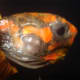 Ear Abscess on a Red-Footed Tortoise