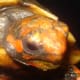 red-foot-tortoises-health