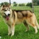 A Siberian exhibiting a sable coat.