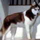A chocolate copper Siberian.