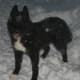 A black Siberian, dirty-faced.