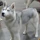Siberian with a silver coat.