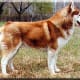 A red copper Siberian.