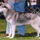 Siberian showing a medium/dark grey coat.