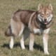 A dirty-faced red Siberian.