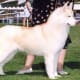 A very light orange copper Siberian, with an almost white coat.