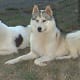 A black and a grey piebald side by side.