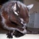 Twenty-year-old cat washing his face in the sunshine.