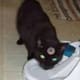Fatbat in his Halloween costume.