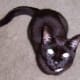 Old black cat looking up.