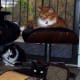 Three cat buddies relaxing.