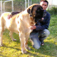 A mastiff.
