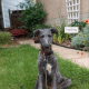 A Scottish Deerhound puppy.