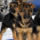 German Shepherd puppies.