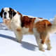 A St. Bernard.