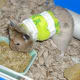 broken-bones-in-hamsters