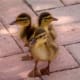 how-to-raise-baby-ducklings