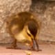 how-to-raise-baby-ducklings