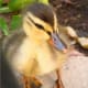 how-to-raise-baby-ducklings