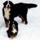 A Bernese Mountain Dog and a puppy.