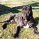 A Neopolitan Mastiff.