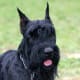 A Giant Schnauzer.