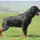 Rottie.