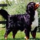 A Bernese Mountain Dog.
