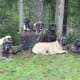 Different colored mastiffs.