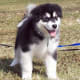 An Alaskan Malamute puppy.