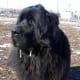A Newfoundland dog.