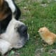 A St. Bernard with a friend.