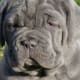 A Neopolitan Mastiff puppy.