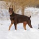 Brown and Black Doberman Pinschers.