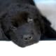 A Newfoundland puppy.