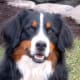 An adult Bernese Mountain Dog.
