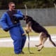 A German Shepherd at work.