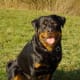 An adult Rottie.