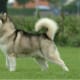 An Alaskan Malamute.