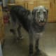 A Scottish Deerhound.