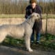 A Scottish Deerhound.