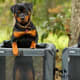 Rottwielers.