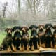 Black and brown Doberman Pinscher puppies.