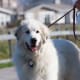 A Great Pyrenees dog.